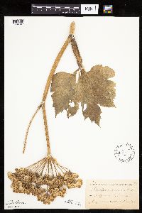 Heracleum maximum image