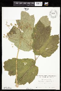 Heracleum maximum image