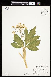 Heracleum maximum image