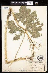 Heracleum maximum image