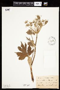Heracleum maximum image