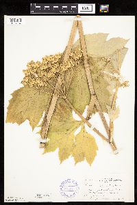 Heracleum maximum image