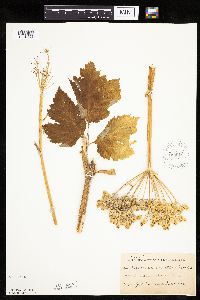 Heracleum maximum image