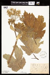 Heracleum maximum image