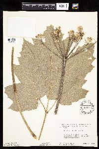 Heracleum maximum image