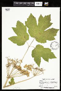 Heracleum maximum image
