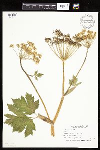 Image Associated With the Occurrence