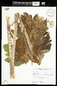 Heracleum maximum image