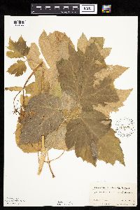 Heracleum maximum image