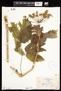 Heracleum maximum image