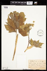 Heracleum maximum image