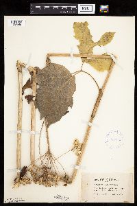 Heracleum maximum image