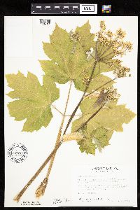Heracleum maximum image