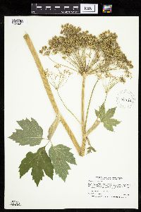 Heracleum maximum image