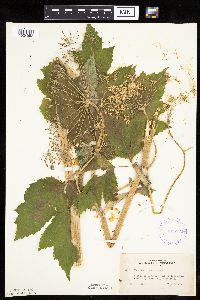 Heracleum maximum image