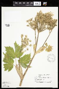 Image Associated With the Occurrence