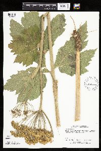 Heracleum maximum image