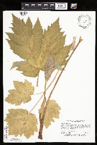 Heracleum maximum image