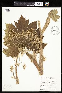 Heracleum maximum image
