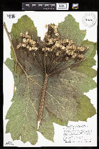 Heracleum maximum image