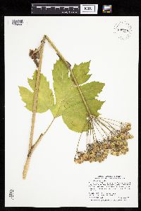 Heracleum maximum image