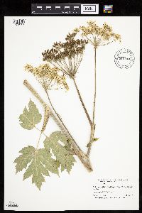 Heracleum maximum image