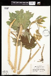 Heracleum maximum image