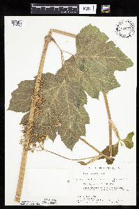 Heracleum maximum image