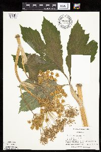 Heracleum maximum image