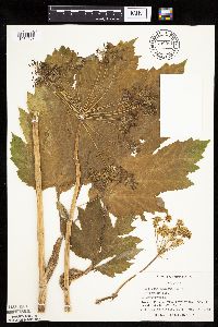 Heracleum maximum image