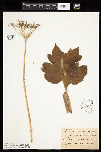 Heracleum maximum image