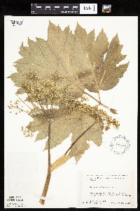 Heracleum maximum image