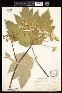 Heracleum maximum image