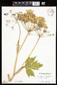 Heracleum maximum image