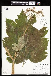Heracleum maximum image