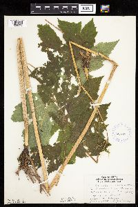 Heracleum maximum image