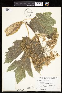 Heracleum maximum image