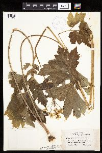 Heracleum maximum image