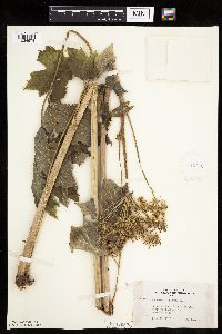 Heracleum maximum image