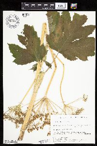 Image Associated With the Occurrence