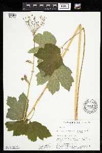 Heracleum maximum image