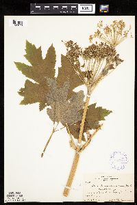 Heracleum maximum image