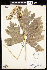 Heracleum maximum image