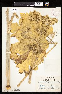 Heracleum maximum image