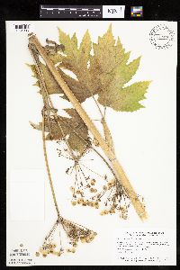 Heracleum maximum image