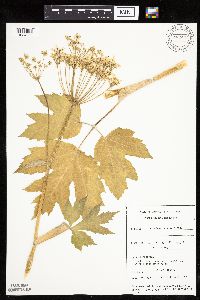 Heracleum maximum image