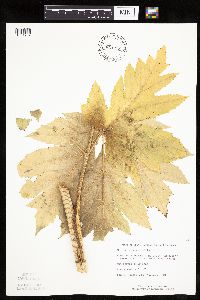 Heracleum maximum image