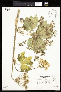 Heracleum maximum image