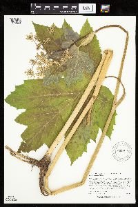 Heracleum maximum image