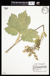 Heracleum maximum image